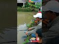 mancing bareng di kolam kaliwiro, seru banget pseserta dan rame juga ikannya #shorts