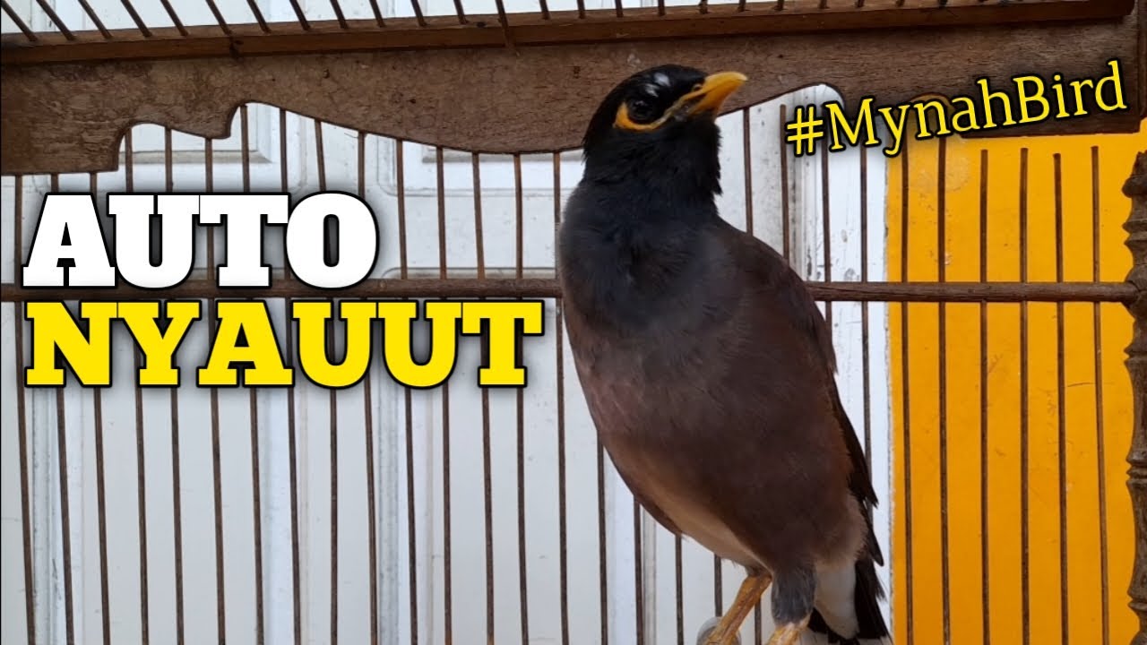 PANCINGAN JALAK NIAS GACOR, BIKIN AUTO NYAUT | Common Mina Call ...