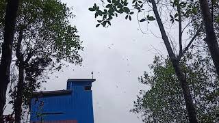 matap respon sp bulan madu vs tarik senja revisi on 1 Minggu bw makin ngamuk 😍👍