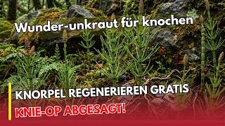 80% Silizium? Dieses vergessene „Unkraut“ stärkt Knochen & Gelenke | Heilpflanzen Geheimnisse