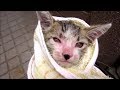 溝におっこちた子猫を救出 兄弟の待つ元の場所へ【未公開シーン】