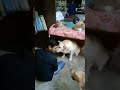 Dada with lucky#shorts#viralshort #labrador #shots #youtubeshorts #funny #petlover #dogshorts