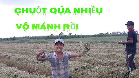 BẮT CHUỘT VỀ LÀM MÓN CHUỘT NƯỚNG SA TẾ/CUỘC SỐNG ĐỒNG QUÊ/MIỀN TÂY-TT 72.