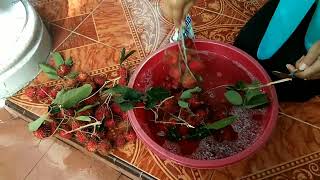 Tips hilangkan semut pada rambutan