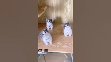 قطط صغيرة كيوووت 