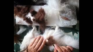Needlefelting a border collie, my latest commission. Adding fur...