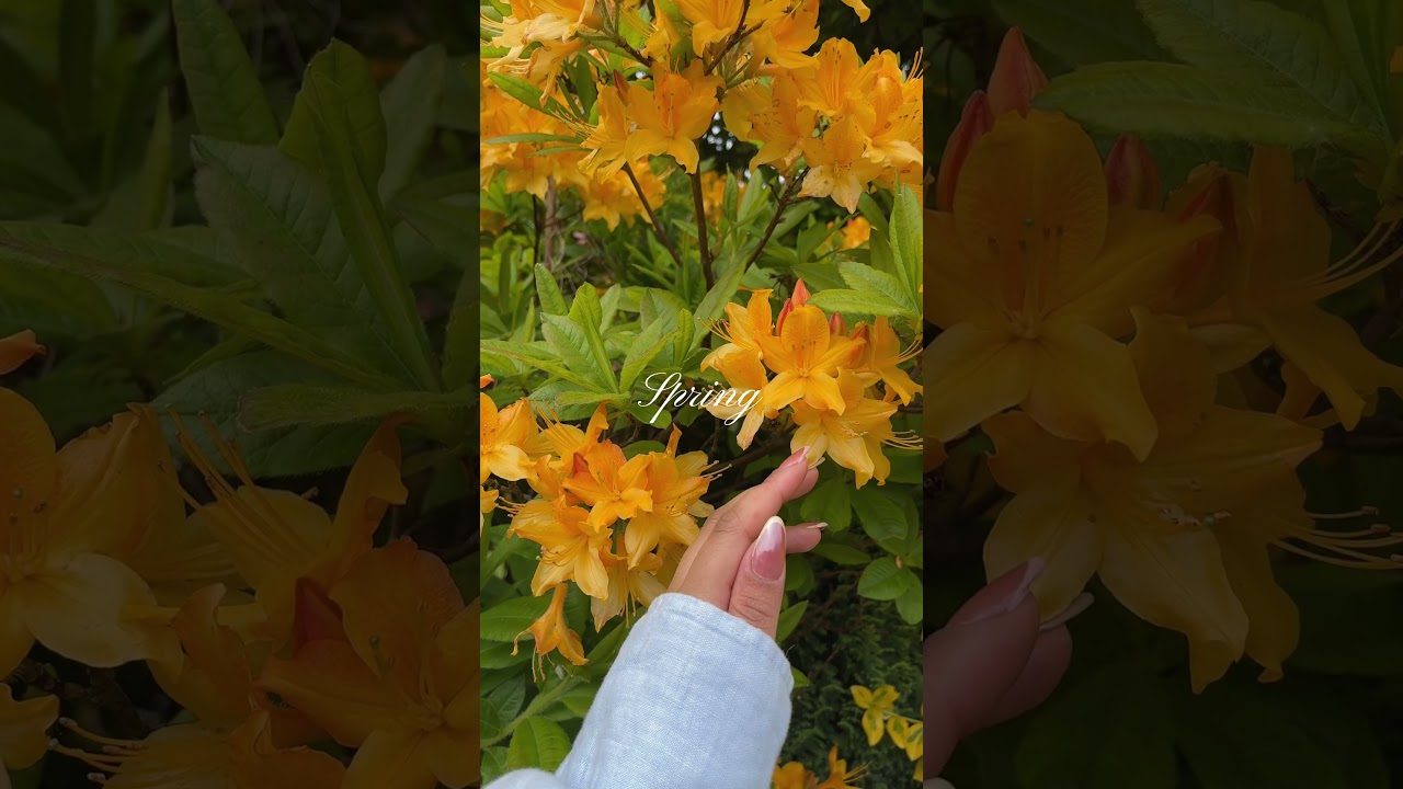 🎀🫧🌼🐇🌷🌿 