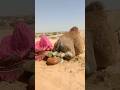 كشف سر وسط الرمال عروس تركب جملا ت صيب الجميع بالصدمة