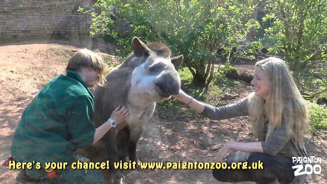 Tickle a tapir at Paignton Zoo