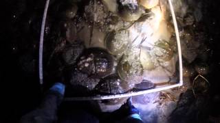 Horseshoe Crab Spawning Survey 05182015