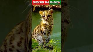 ওসেলট | পৃথিবীর সবচেয়ে সুন্দর বন্য বিড়াল 🐆 | Ocelot Facts in Bangla | Wild Cat Shorts#wildlif