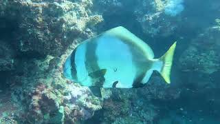 Havannah Island and Helix Reef just off the Townsville coast.