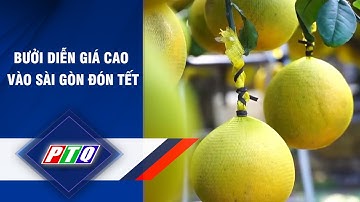 BƯỞI DIỄN GIÁ CAO VÀO SÀI GÒN ĐÓN TẾT | PTQ