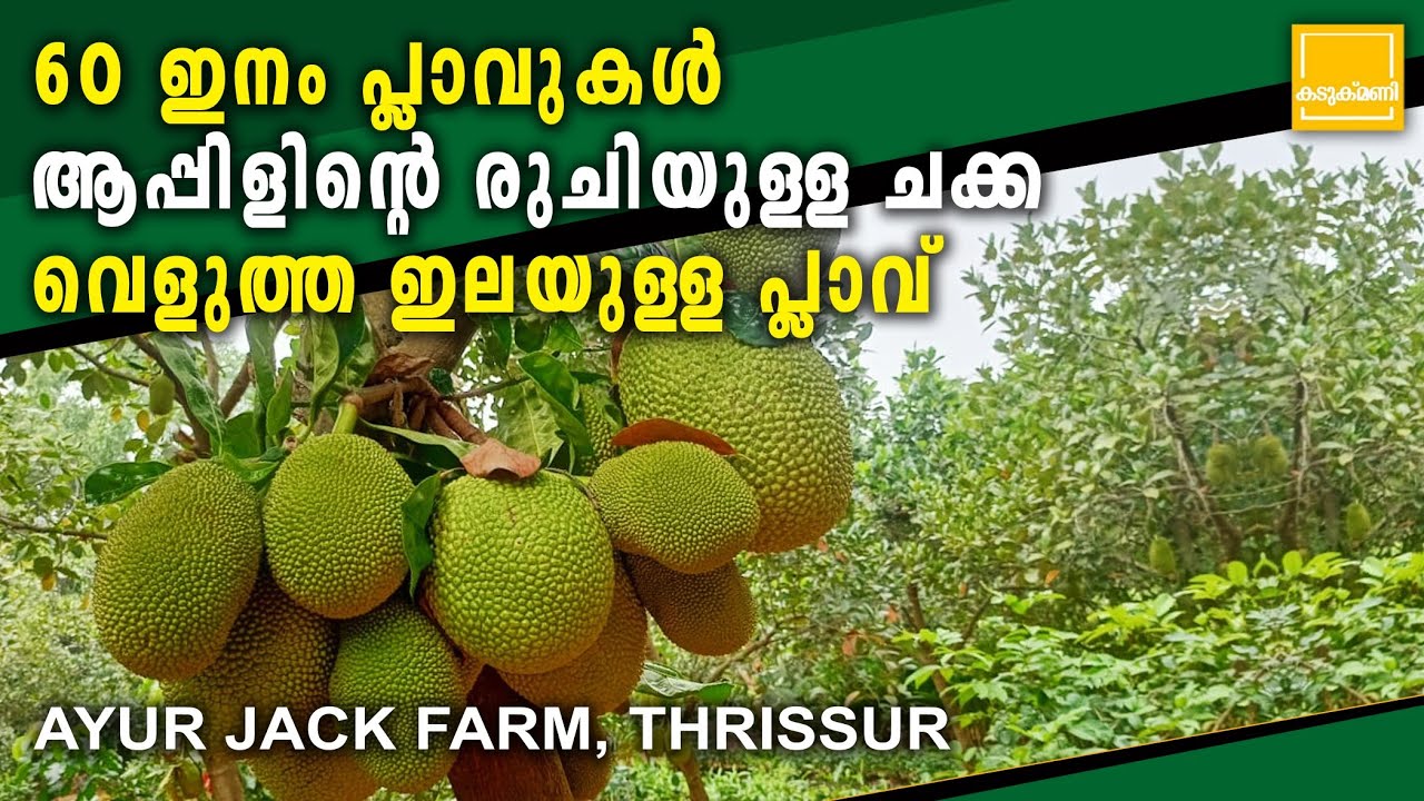 60 ഇനം പ്ലാവുകൾ, ആപ്പിളിന്റെ രുചിയുള്ള ചക്ക,വെളുത്ത ഇലയുള്ള പ്ലാവ് | Ayur Jack Farm Thrissur | Farm