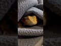 Where’s Loki #funnyvideo #pets #dog #beardeddragon