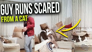 Lady Laughs as Guy Tries to Approach a Cat but Runs Scared When It Tries to Slap Him