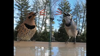 Video From National Bird Day  Blue Jay, Northern Flicker, Bluebirds, & More Birds at the Bath