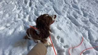 Koda working on Tone Recall with an ET 300 E-collar