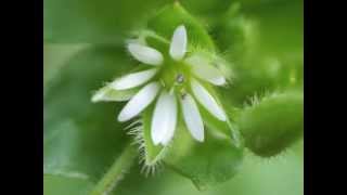 Plant portrait  Common chickweed (Stellaria media)