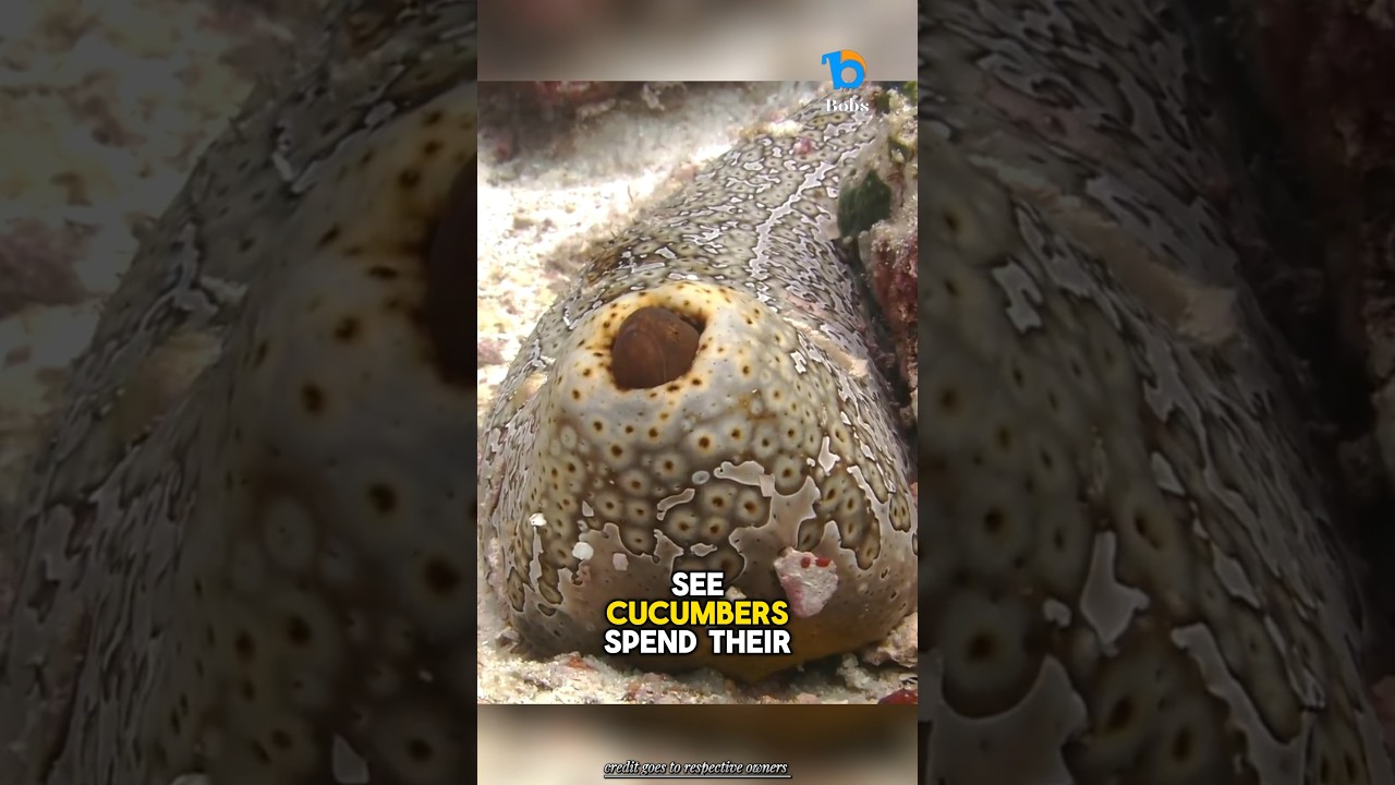 Эта рыба прячется в попке морского огурца!
