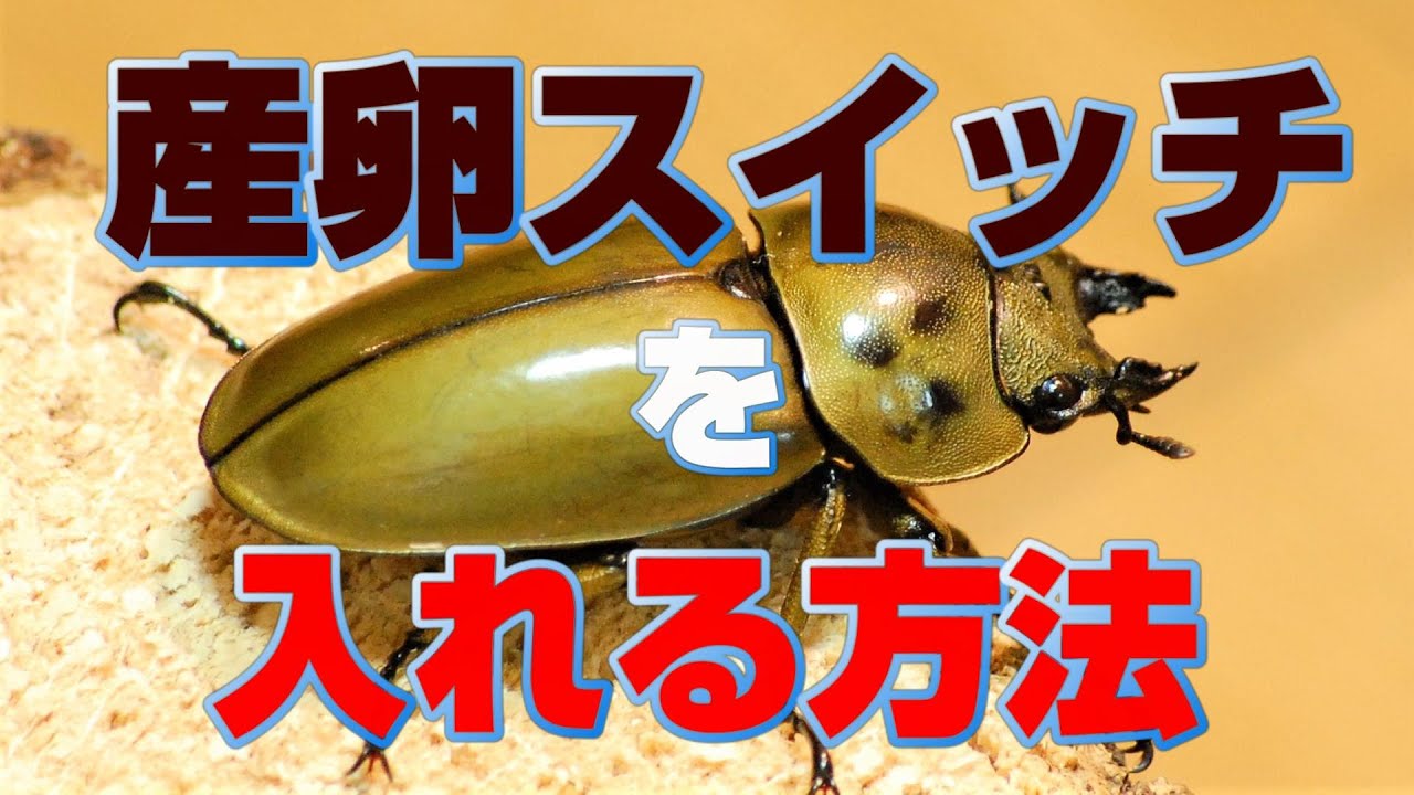 オウゴンオニクワガタ・メス・3日間これをする事で、齧り出す確率が