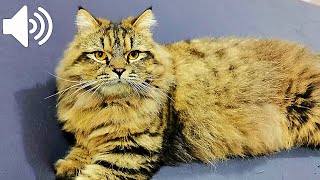 1 HOUR MALE CAT IN HEAT MEOWING - MATE CALLING - PRANK YOUR PETS by My Kitty Story 734 views 6 months ago 1 hour, 5 minutes