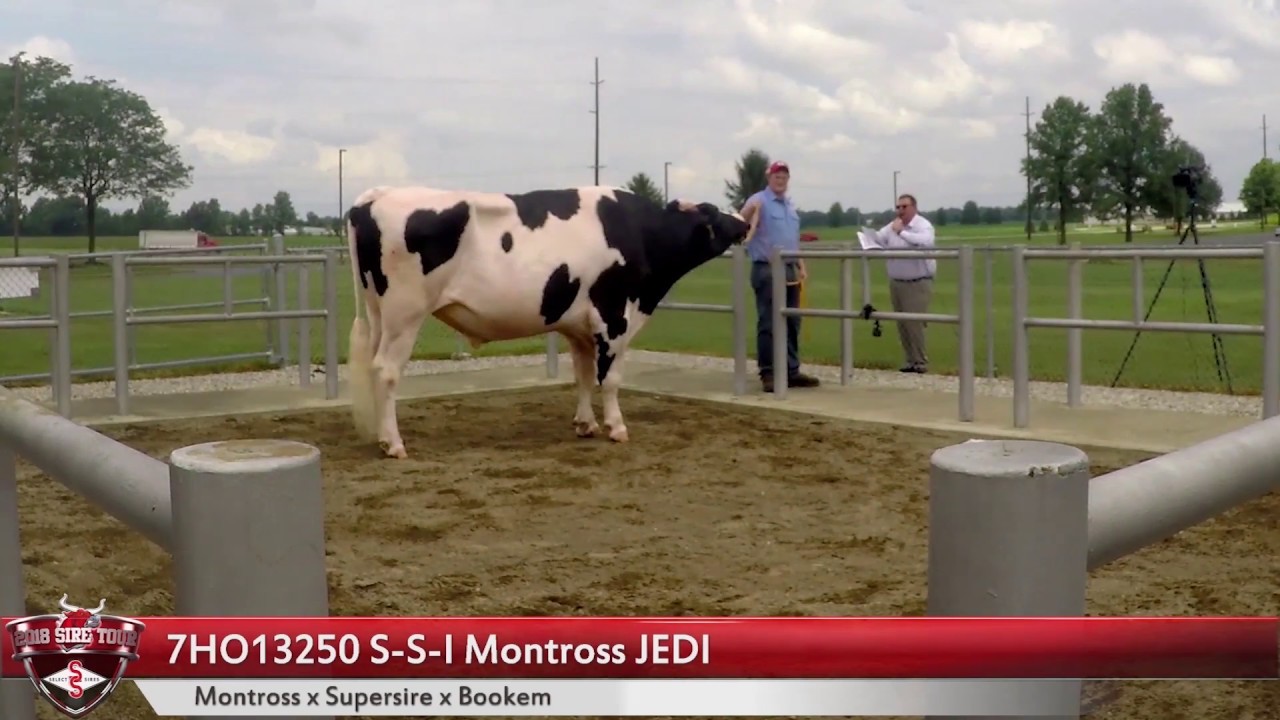 2018 Select Sires Bull Parade