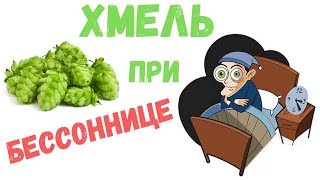 Хмель обыкновенный свойства и применение, польза и противопоказания