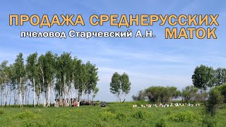 О продаже среднерусских маток, Андрей Старчевский