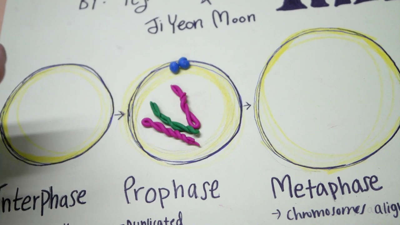 Phases Of Mitosis Simple