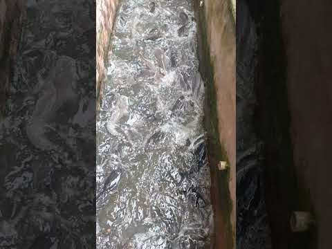 Feeding 235 smokable catfish inhabiting our slim fish pond