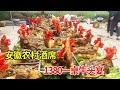 安徽皖北农村大席，1380一桌1800斤牛做的牛头宴，和大厨喝点【唐哥美食】