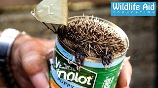 Cute baby Hedgehog Stuck in a Can!  Wildlife Rescue