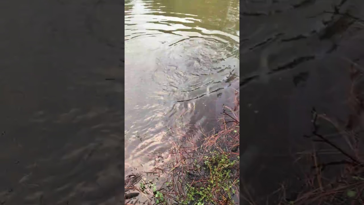 Bass fishing after a summer rain in Spring Tx YouTube