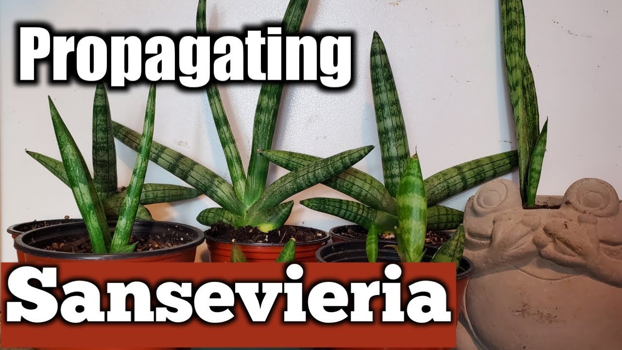 Different Sansevieria Propogations-Starfish and Snake Plant