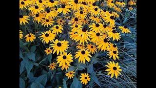 When To Plant Black Eyed Susan Do Deer Eat Black Eyed Susan Is Black Eyed Susan A Perennial