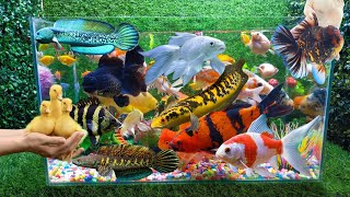 Aneka ikan Hias Warna Warni,Ikan Koi,Mas koki,Cupang,Chana,Komet,Bebek,ayam,Dinosourus,Koi,Kucing