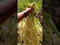 Como No Amar A La Madre Tierra 