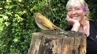 Este Simpático Petirrojo Hace Amistad Con Una Profesora