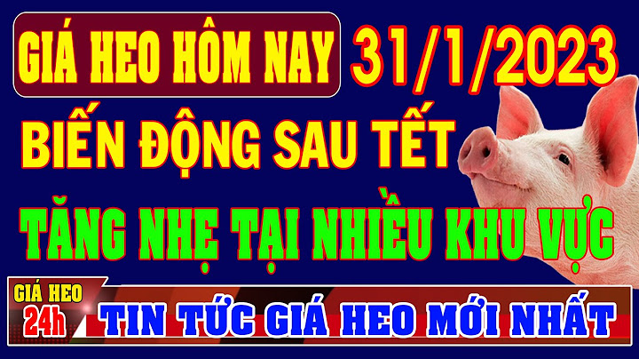 Thịt heo bao nhiêu 1 kg ngày 31 01 2023 năm 2024