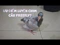 Những ưu điểm mà chim bồ câu có thể luyện bay tự do ?