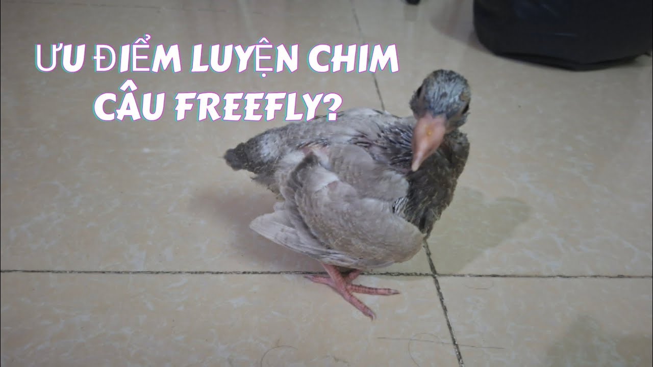 Những ưu điểm mà chim bồ câu có thể luyện bay tự do ?