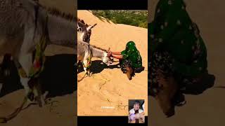 Eat Ice Cream And Listen To Bing Ges Zhenxi Ice Cream