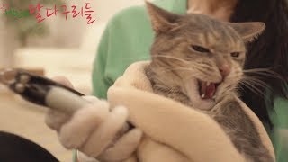 (ENG SUB)How To Trim Your Angry Cats Claw And Brush Furs!