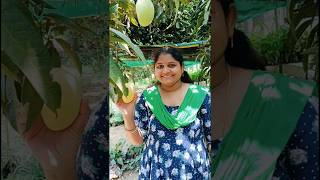 "Directly from the Tree! 🥭 My Fresh Mango Picking Adventure 🌳✨" 😍🥭"#mango #food #prpcreations#summer