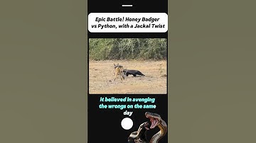 Epic Battle! Honey Badger vs Python, with a Jackal Twist#animals #wildlife #wildanimals #python