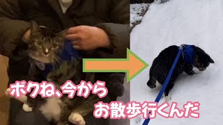 雪が降っても散歩したい猫と絶対歩きたくない猫 by うみとそら 118 views 1 month ago 9 minutes, 31 seconds