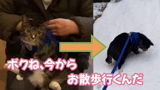 雪が降っても散歩したい猫と絶対歩きたくない猫