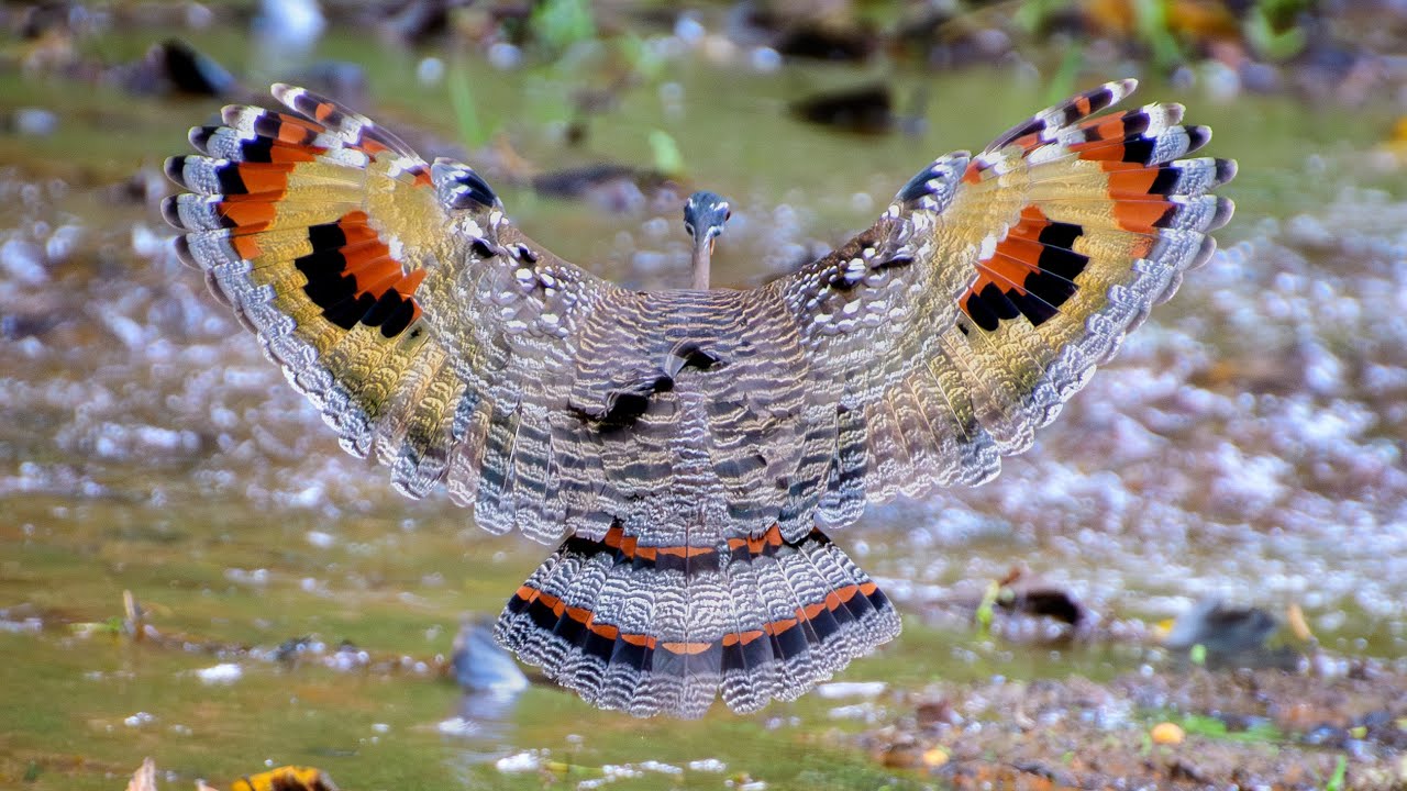 Avistamiento aves finca fin de año 2025