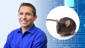 Research reveals behavior in mice that de-escalates conflict